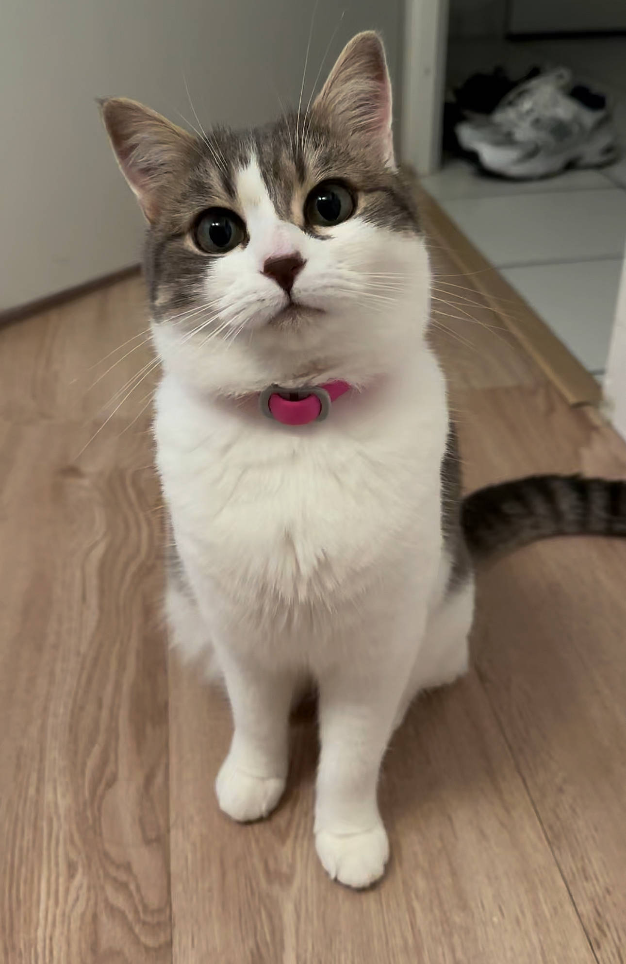 Maya a rejoint le concours — aidez-le/la à gagner de superbes lots ! carnivore, cat, domestic_short_haired_cat, felidae, flooring, fur, hardwood, laminate_flooring, paw, plank, small_to_medium_sized_cats, snout, tail, tile_flooring, varnish, whiskers, window, wood, wood_flooring, wood_stain