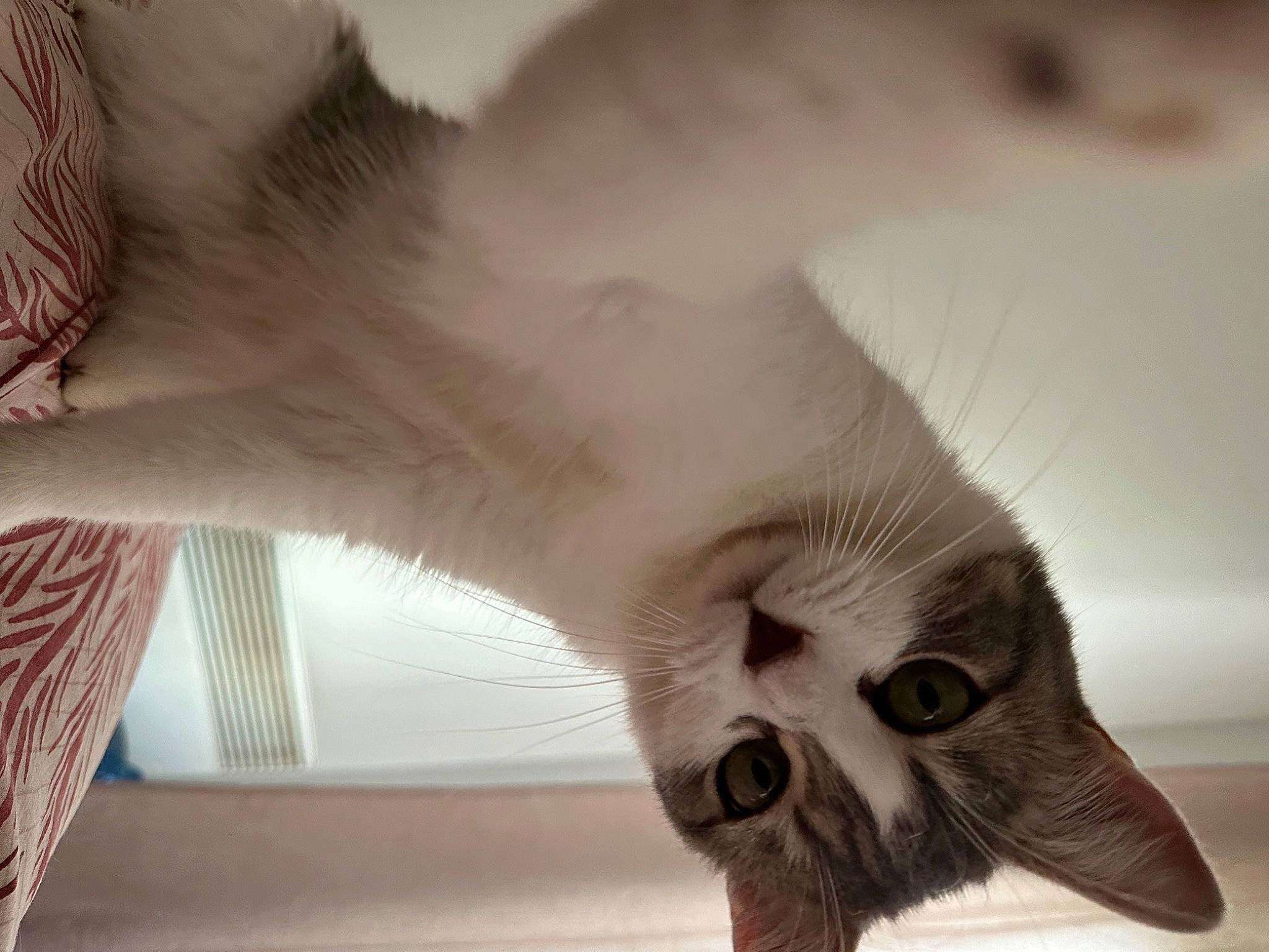 Maya participe au concours pour gagner de l'argent avec cette photo : carnivore, cat, comfort, domestic_short_haired_cat, ear, eye, eyelash, fawn, felidae, foot, fur, gesture, jaw, mammal, nose, paw, small_to_medium_sized_cats, snout, tail, whiskers