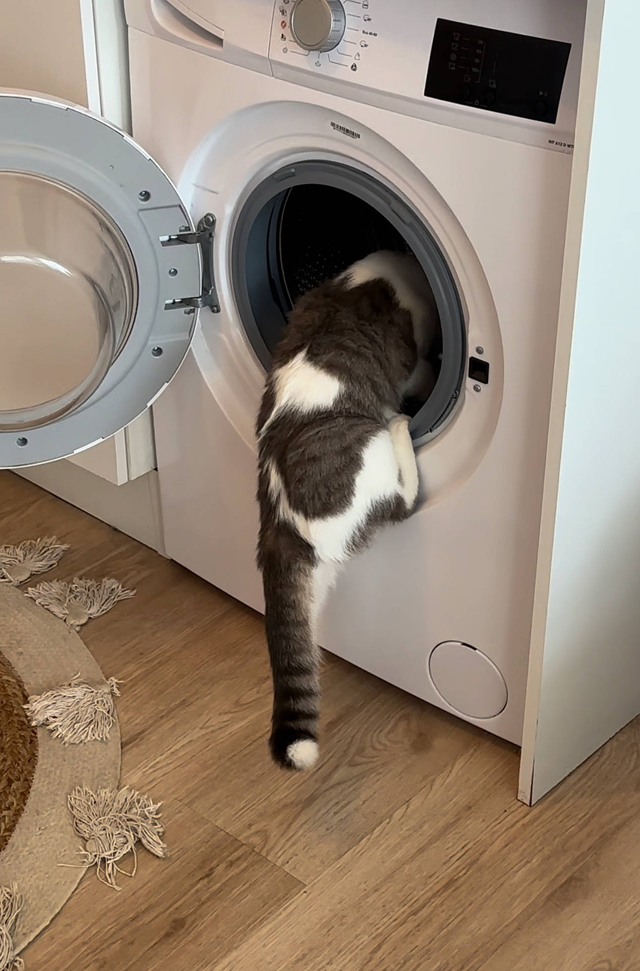 Maya a rejoint le concours — aidez-le/la à gagner de superbes lots ! cat, circle, clothes_dryer, comfort, felidae, floor, flooring, hardwood, home_appliance, laminate_flooring, laundry, laundry_room, laundry_supply, major_appliance, tail, washing_machine, whiskers, white, wood, wood_flooring