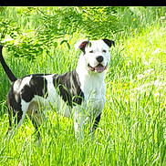 Kawa a rejoint le concours — aidez-le/la à gagner de superbes lots ! animal, black_and_white, bright, canine, dog, field, grass, greenery, happy, meadow, nature, outdoor, pet, playful, smiling, standing, summer, sunlight, tail, wildflowers