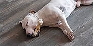 Twix participe au concours pour gagner de l'argent avec cette photo : belly_spots, bone, canine, chewing, closed_eyes, dog, domestic, floorboard, hardwood, indoor, lying_down, nap, nose, paw, pet, relaxed, sleeping, tile_floor, toy, white_dog