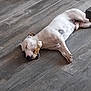 belly_spots, bone, canine, chewing, closed_eyes, dog, domestic, floorboard, hardwood, indoor, lying_down, nap, nose, paw, pet, relaxed, sleeping, tile_floor, toy, white_dog