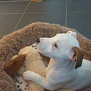 Twix participe au concours pour gagner de l'argent avec cette photo : bed, brown_ear, cozy, cute, dog, floor_tiles, fur, home_interior, indoor, looking_up, nose, paw, pet, pet_bed, plush_toy, puppy, rug, soft_texture, toy, white_fur