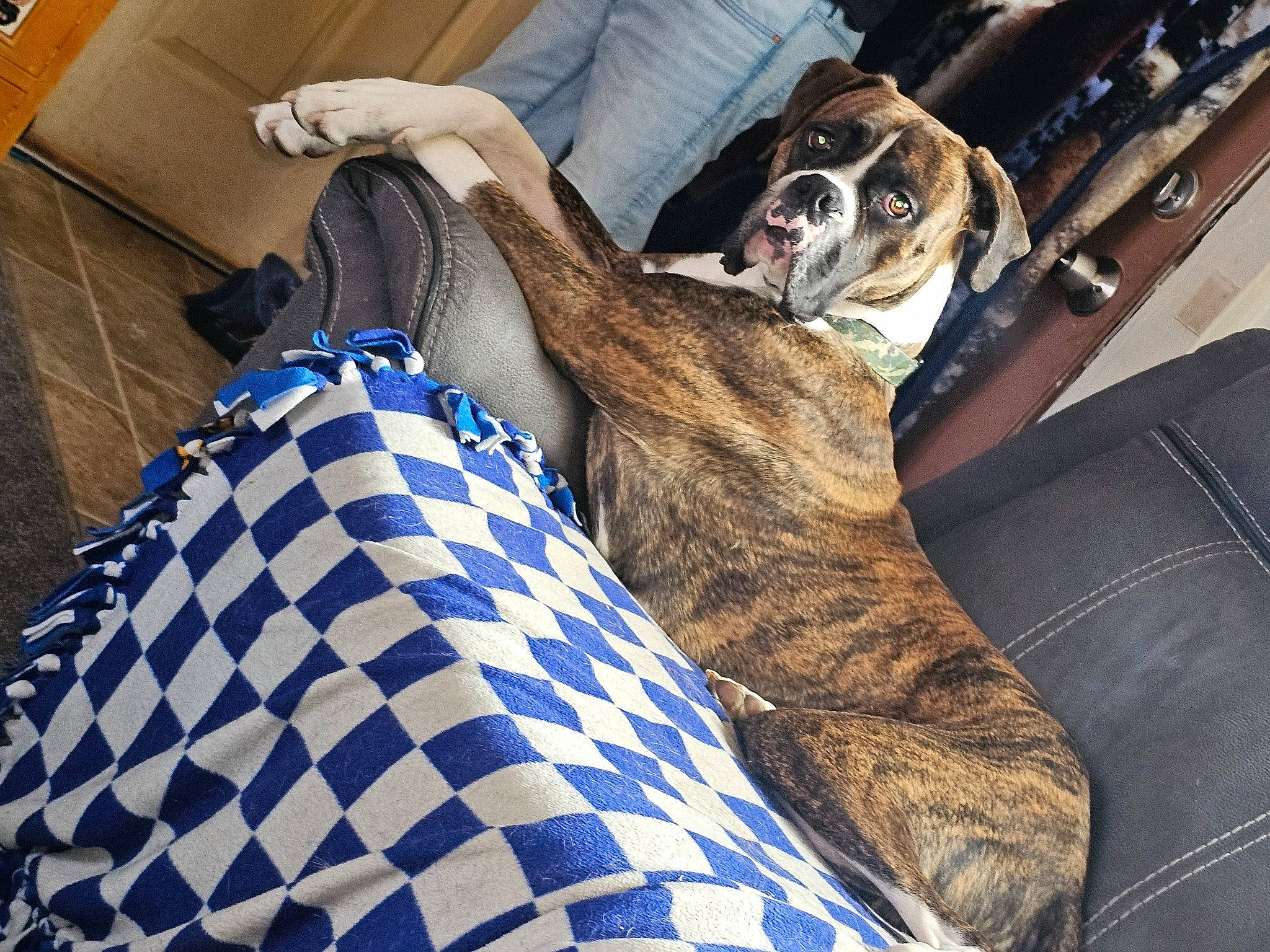 Tyrian joined the competition — help win amazing prizes! carnivore, comfort, companion_dog, couch, dog, dog_breed, electric_blue, fawn, felidae, fur, human_leg, linens, military_camouflage, pattern, room, small_to_medium_sized_cats, snout, thigh, toy_dog, whiskers