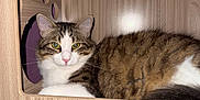 Woody a rejoint le concours — aidez-le/la à gagner de superbes lots ! cat, tabby, white_fur, wooden_cat_house, pet, indoor, feline, resting, relaxed, paw_cutout, animal, cute, fur, whiskers, ears, eyes, nose, domestic_cat, household, sitting