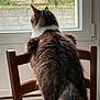Woody a rejoint le concours — aidez-le/la à gagner de superbes lots ! cat, tabby, chair, window, curtain, indoor, fur, wooden_furniture, pet, animal, looking_out, back_view, natural_light, domestic, cozy, quiet, home, table, paper, relaxed