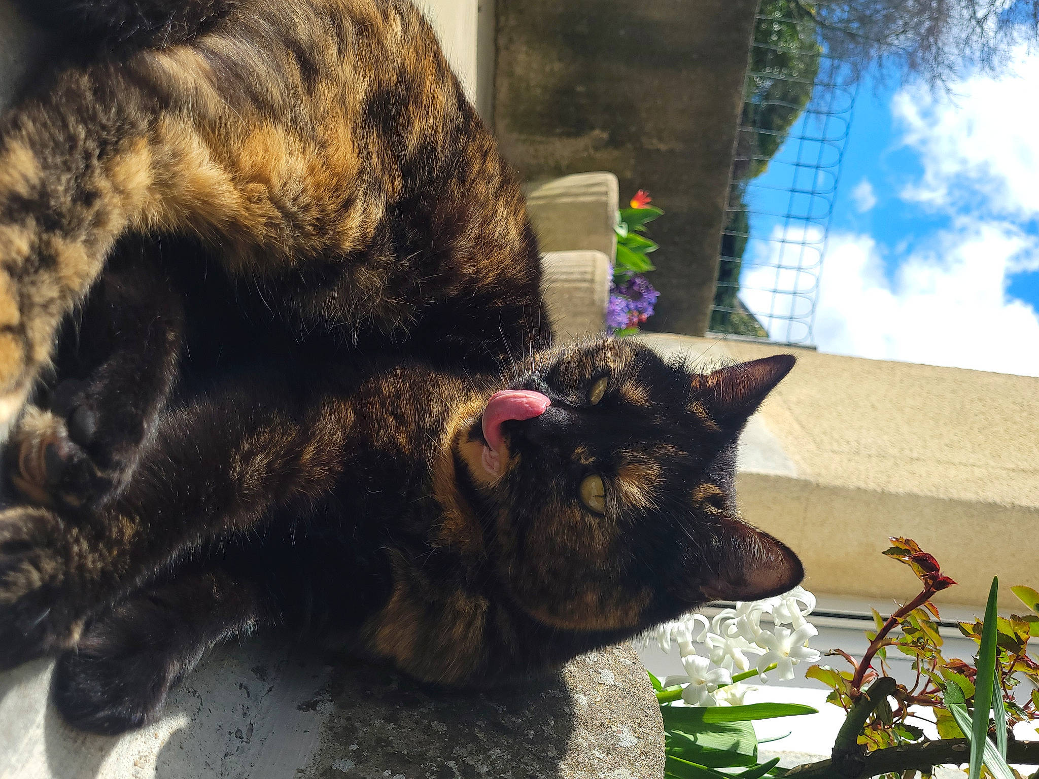 Mimi a rejoint le concours — aidez-le/la à gagner de superbes lots ! black_cat, bombay, carnivore, cat, cloud, domestic_short_haired_cat, felidae, flowerpot, grass, houseplant, mammal, plant, sky, small_to_medium_sized_cats, snout, sporting_group, tail, terrestrial_animal, vertebrate, whiskers