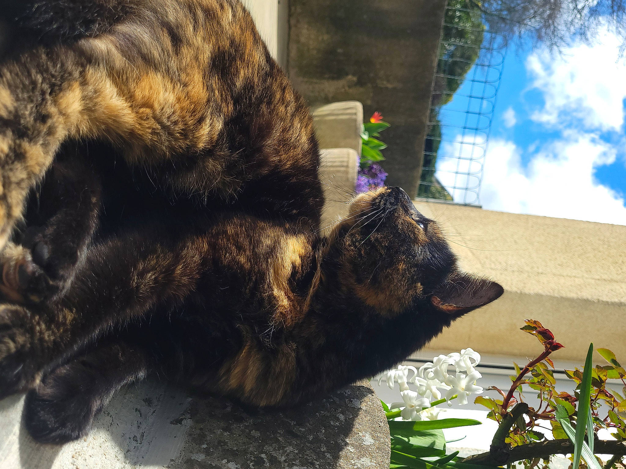 Mimi a rejoint le concours — aidez-le/la à gagner de superbes lots ! carnivore, cat, claw, cloud, dog_breed, domestic_short_haired_cat, fawn, felidae, fur, grass, mammal, plant, sky, small_to_medium_sized_cats, snout, tail, terrestrial_animal, tree, whiskers, wildlife