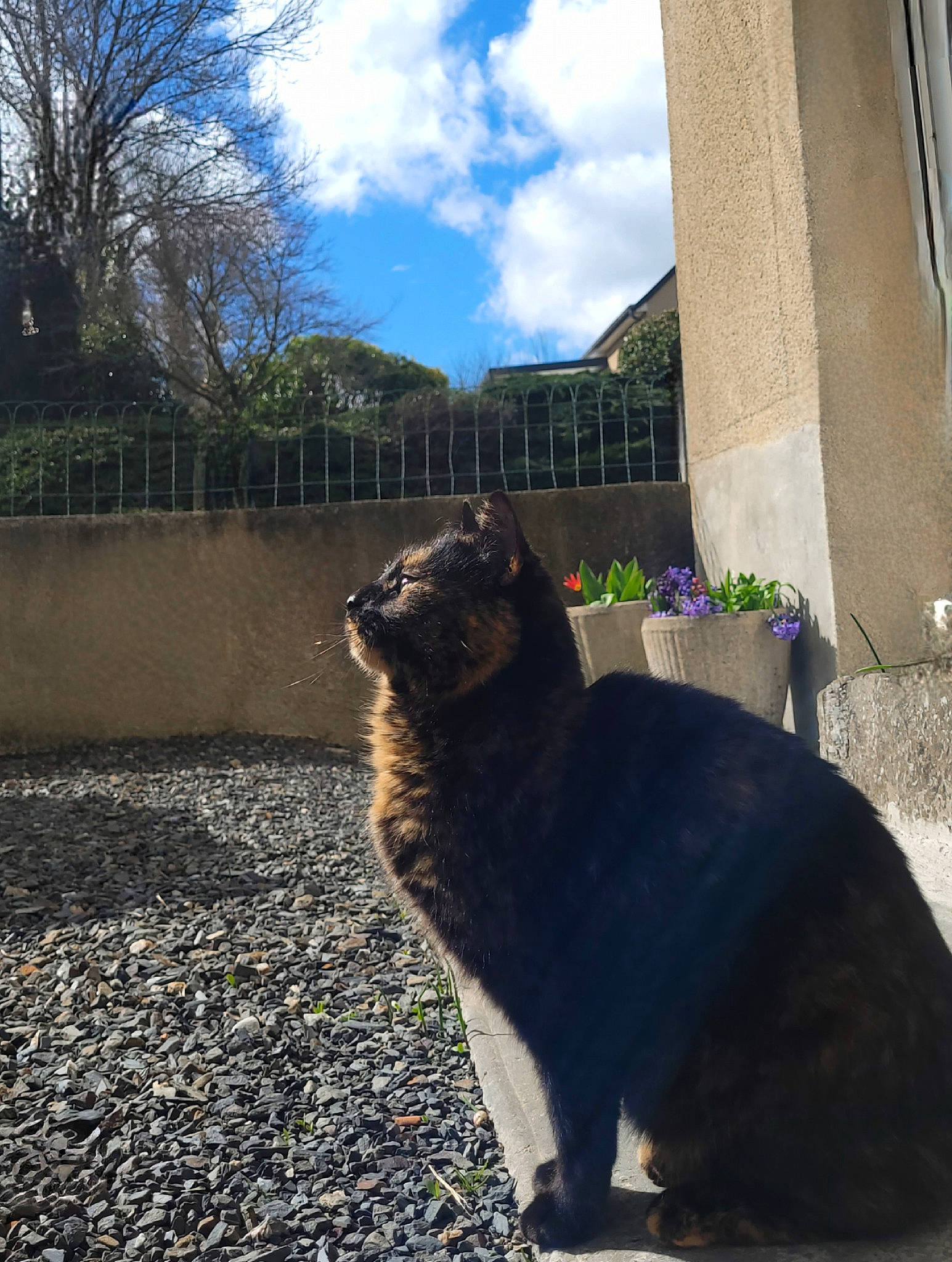 Mimi a rejoint le concours — aidez-le/la à gagner de superbes lots ! asphalt, building, carnivore, cat, cloud, felidae, grass, grey, house, plant, road_surface, sky, small_to_medium_sized_cats, snout, sunlight, tail, tints_and_shades, tree, whiskers, wood