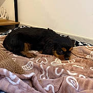 Alfy a rejoint le concours — aidez-le/la à gagner de superbes lots ! dog, puppy, blanket, brown, black, indoor, floor, cozy, resting, cute, pet, fur, small_dog, lying_down, snug, home, animal, sleepy, comfort, carpet