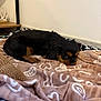 dog, puppy, blanket, brown, black, indoor, floor, cozy, resting, cute, pet, fur, small_dog, lying_down, snug, home, animal, sleepy, comfort, carpet