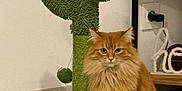 Kanelle a rejoint le concours — aidez-le/la à gagner de superbes lots ! cactus_shaped, cat, cute, decor, domestic_animal, feline, floor, fluffy, fur, indoor, orange, pet, plug_socket, scratching_post, shelf, sitting, toy_ball, vase, wall, wooden_floor