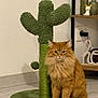 Kanelle a rejoint le concours — aidez-le/la à gagner de superbes lots ! cat, fluffy, orange, sitting, scratching_post, cactus_shaped, indoor, floor, wooden_floor, decor, vase, shelf, wall, plug_socket, toy_ball, pet, feline, fur, cute, domestic_animal