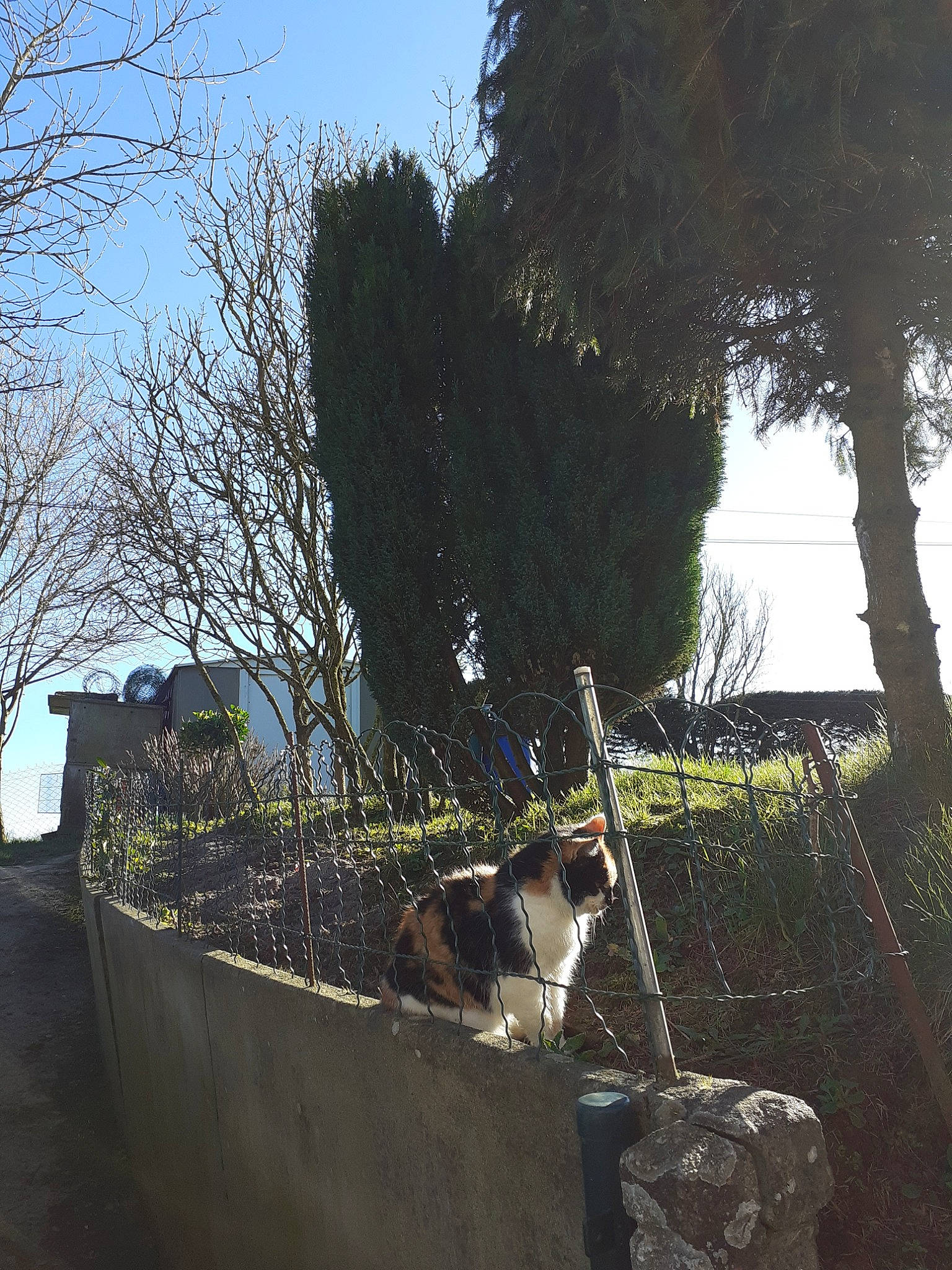 Bijoux a rejoint le concours — aidez-le/la à gagner de superbes lots ! plant, tree