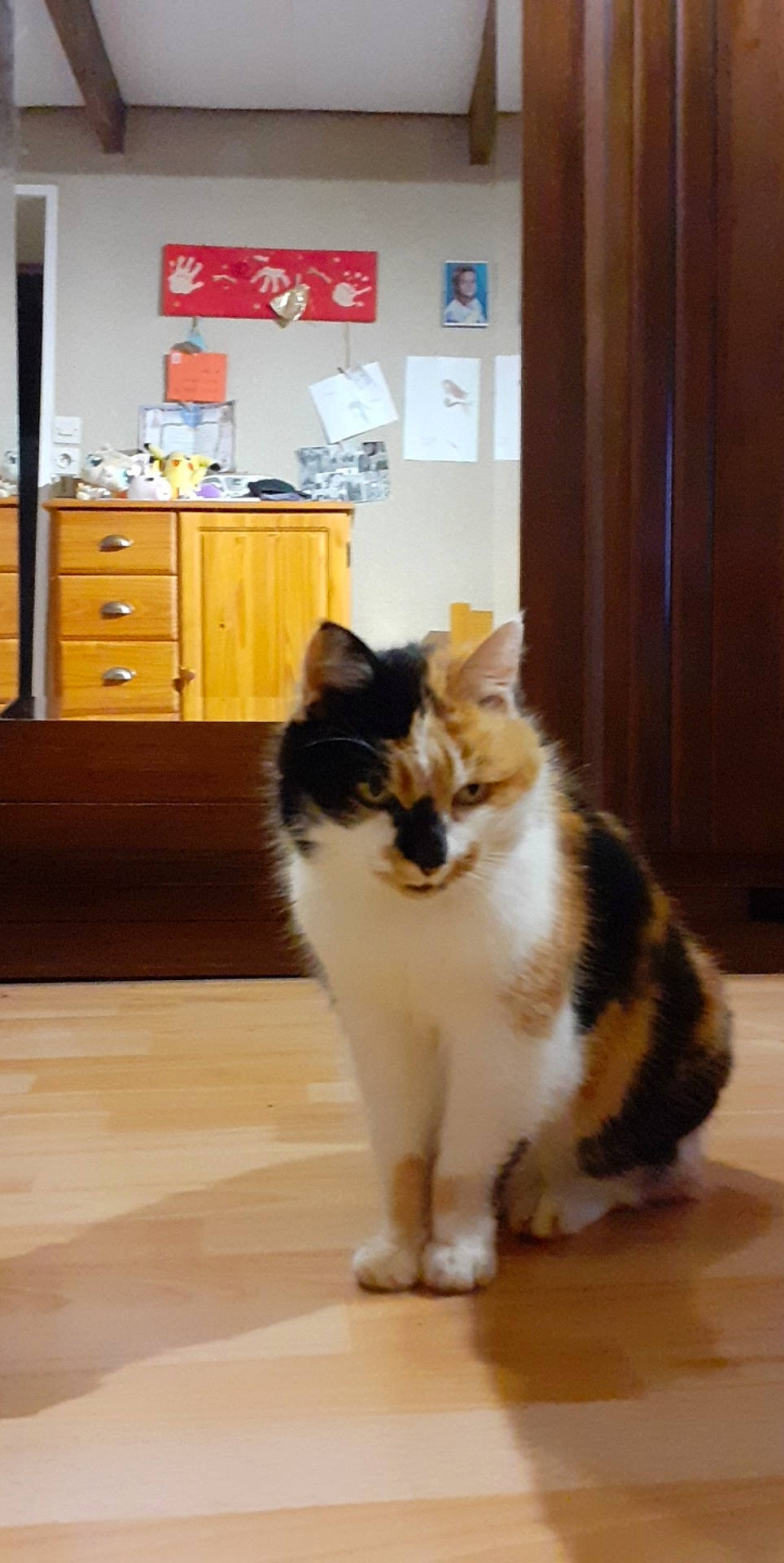 Bijoux participe au concours pour gagner de l'argent avec cette photo : american_curl, carnivore, cat, cymric, domestic_long_haired_cat, fawn, felidae, floor, flooring, fur, kurilian_bobtail, mammal, norwegian_forest_cat, persian, ragamuffin, room, shetland_sheepdog, small_to_medium_sized_cats, tail, whiskers