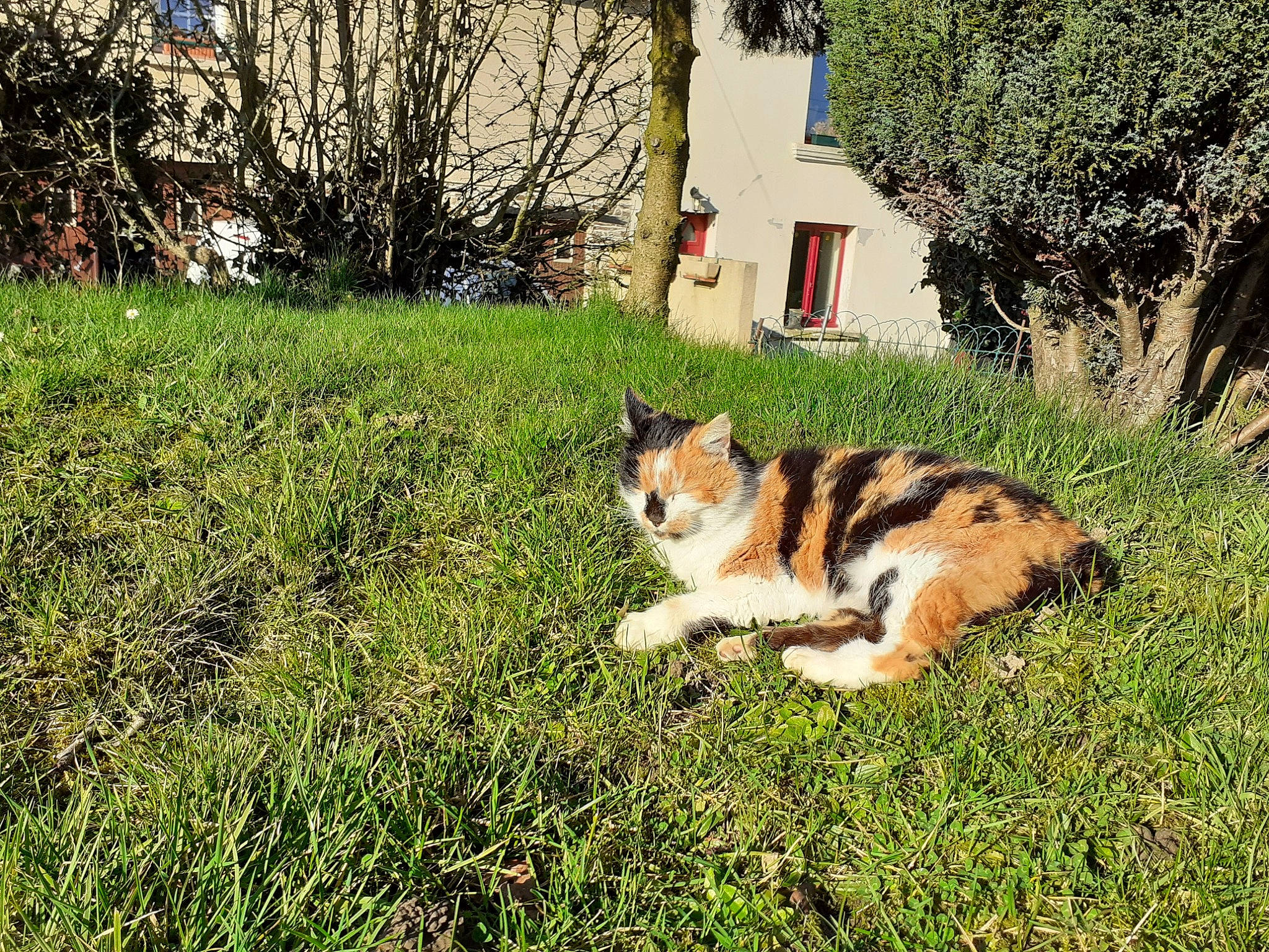 Bijoux participe au concours pour gagner de l'argent avec cette photo : canidae, carnivore, cat, domestic_short_haired_cat, european_shorthair, felidae, grass, grass_family, lawn, mammal, plant, small_to_medium_sized_cats, spring, tail, tree, whiskers
