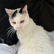 Paloma a rejoint le concours — aidez-le/la à gagner de superbes lots ! cat, white_cat, black_markings, whiskers, pet, feline, fur, animal, cute, domestic_cat, close_up, portrait, indoors, soft_texture, looking_away, seated, fluffy, young_cat, calm, focused
