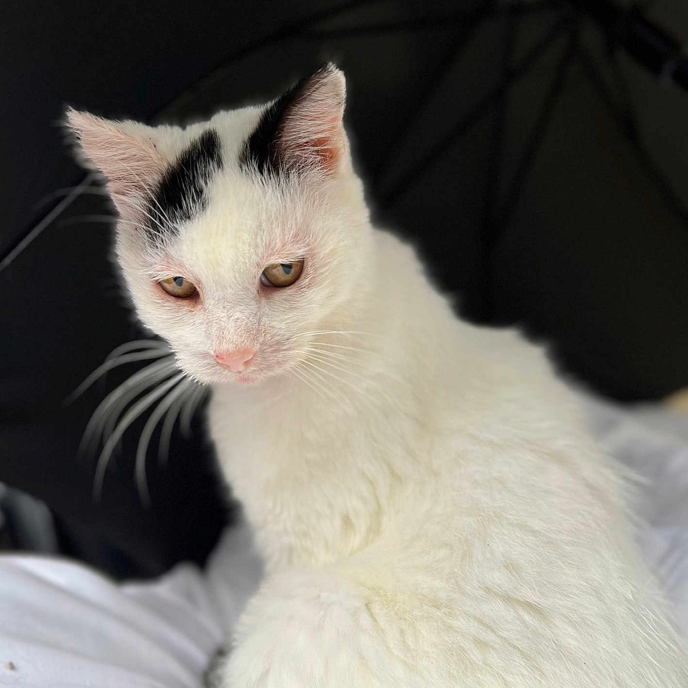 Paloma a rejoint le concours — aidez-le/la à gagner de superbes lots ! animal, black_markings, calm, cat, close_up, cute, domestic_cat, feline, fluffy, focused, fur, indoors, looking_away, pet, portrait, seated, soft_texture, whiskers, white_cat, young_cat
