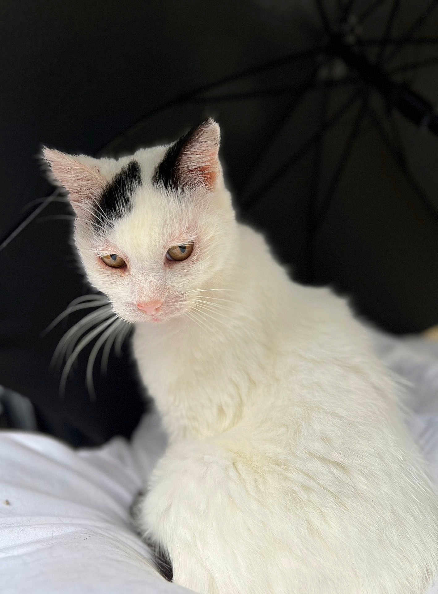 Paloma a rejoint le concours — aidez-le/la à gagner de superbes lots ! cat, white_cat, black_markings, whiskers, pet, feline, fur, animal, cute, domestic_cat, close_up, portrait, indoors, soft_texture, looking_away, seated, fluffy, young_cat, calm, focused