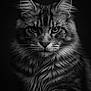 Willow participe au concours pour gagner de l'argent avec cette photo : animal, black_and_white, cat, close_up, detailed, ears, eyes, face, feline, fur, intense_gaze, long_hair, majestic, muzzle, nose, pet, portrait, portrait_photography, studio_lighting, whiskers
