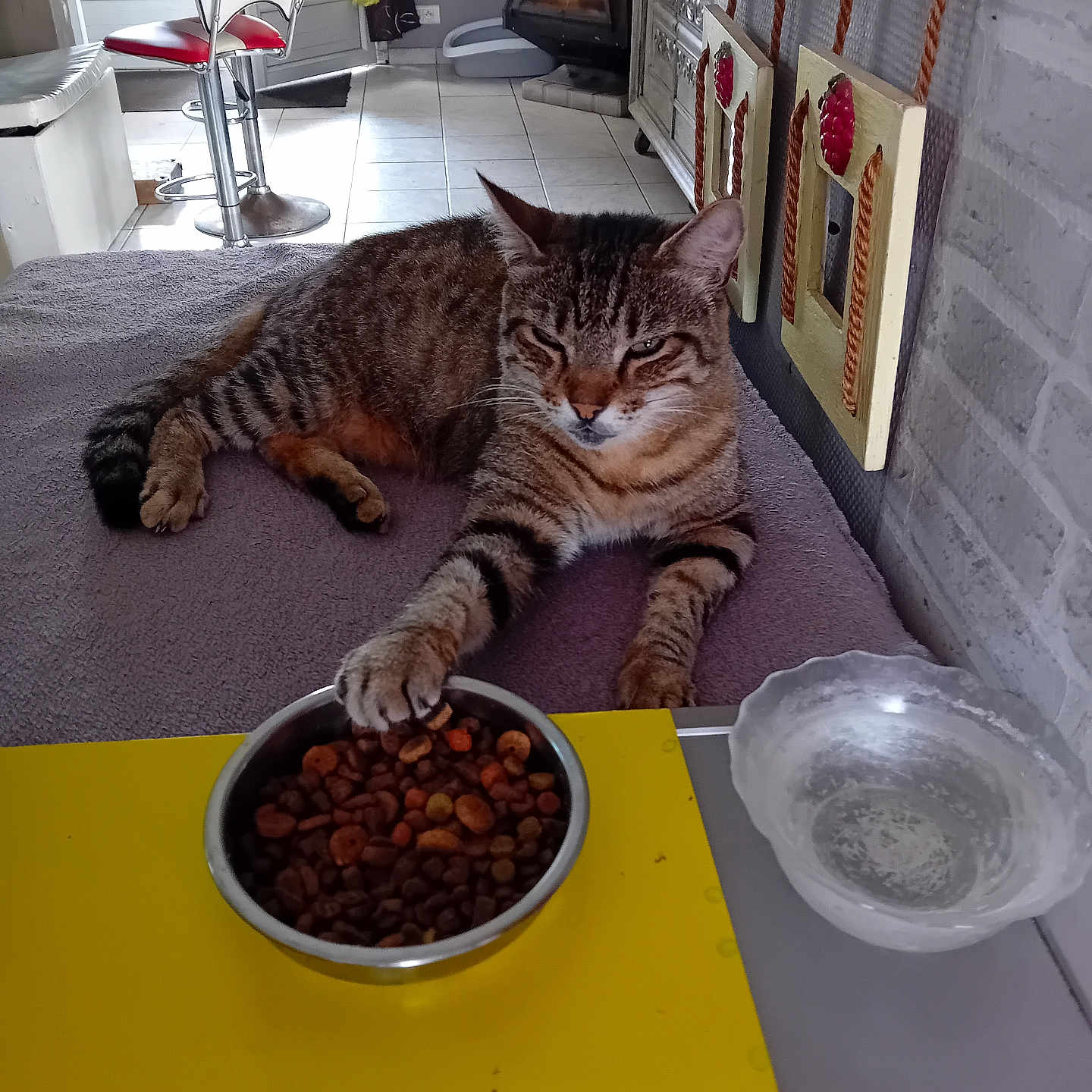 Petit Prince participe au concours pour gagner de l'argent avec cette photo : abyssinian, animal, architecture, bowl, building, cat, chair, food, furniture, hardwood, indoors, livingroom, manx, mixingbowl, pet, plywood, room, saucer, table, wood