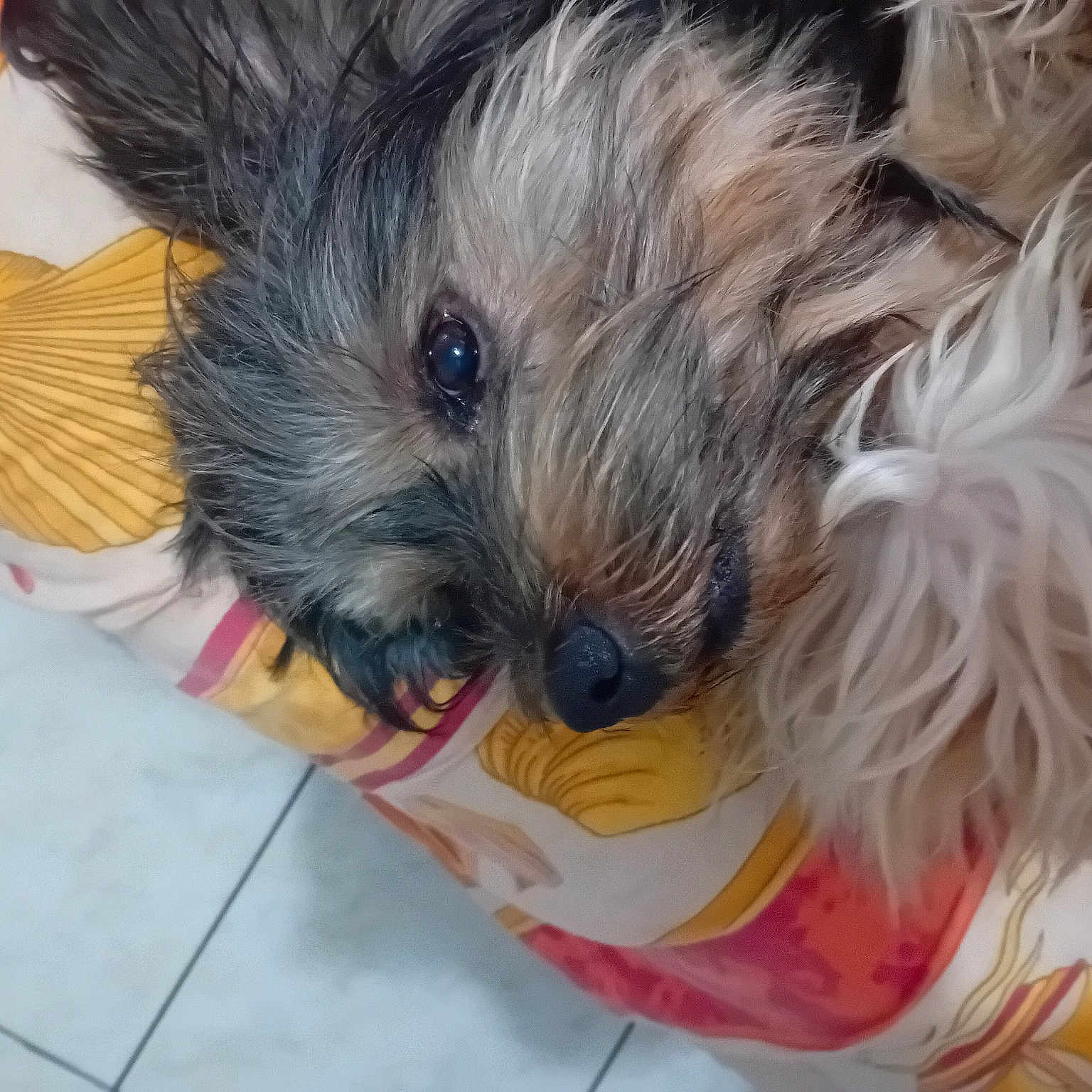 Touno participe au concours pour gagner de l'argent avec cette photo : biewer_terrier, canidae, carnivore, companion_dog, dog, dog_breed, dog_supply, fawn, fur, liver, maltepoo, puppy, small_terrier, snout, sporting_group, terrier, tile_flooring, toy_dog, working_animal, yorkipoo