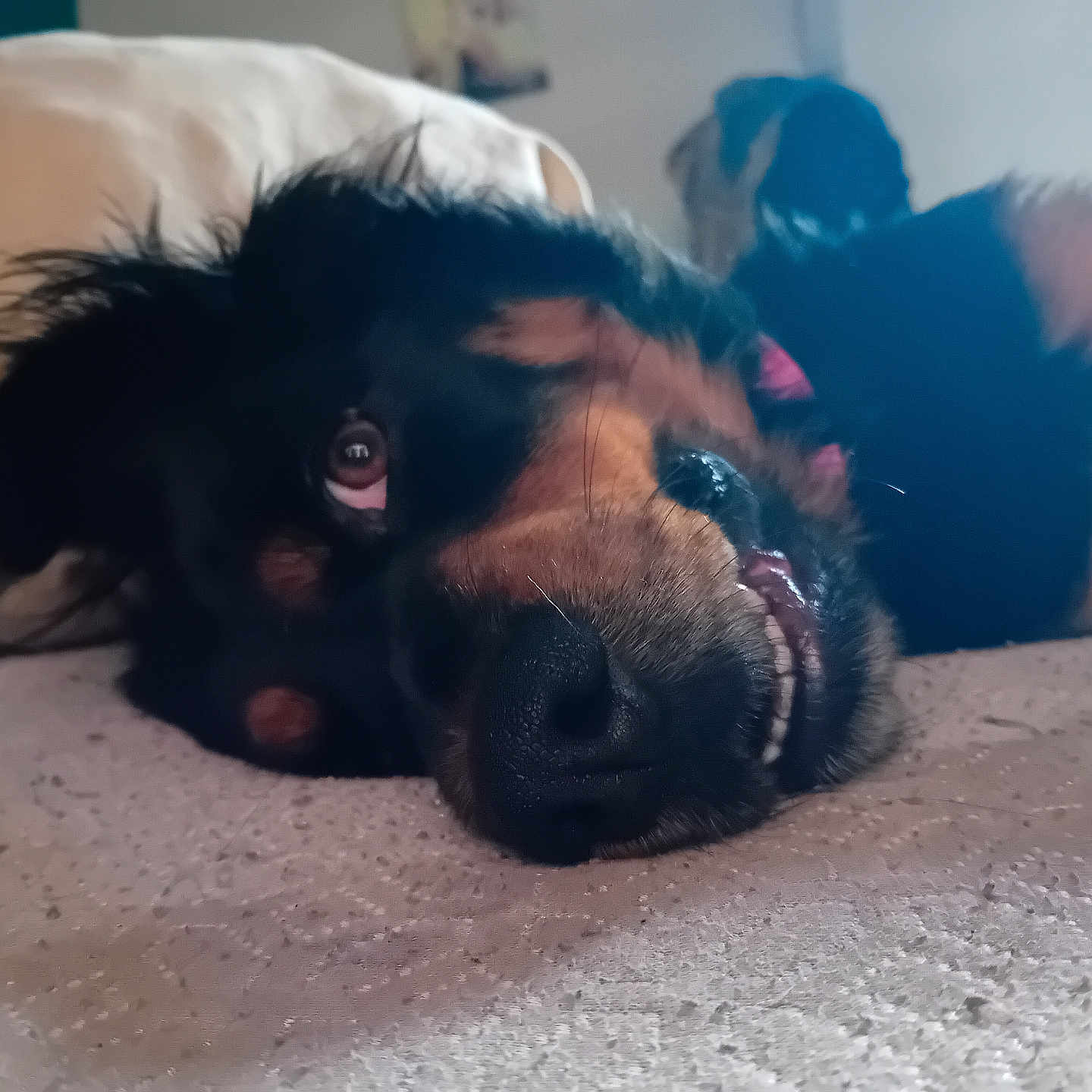 Maya participe au concours pour gagner de l'argent avec cette photo : adult, animal, bodypart, canine, cockerspaniel, couch, dog, face, furniture, head, hound, labradorretriever, male, man, mouth, papillon, person, pet, puppy, snout