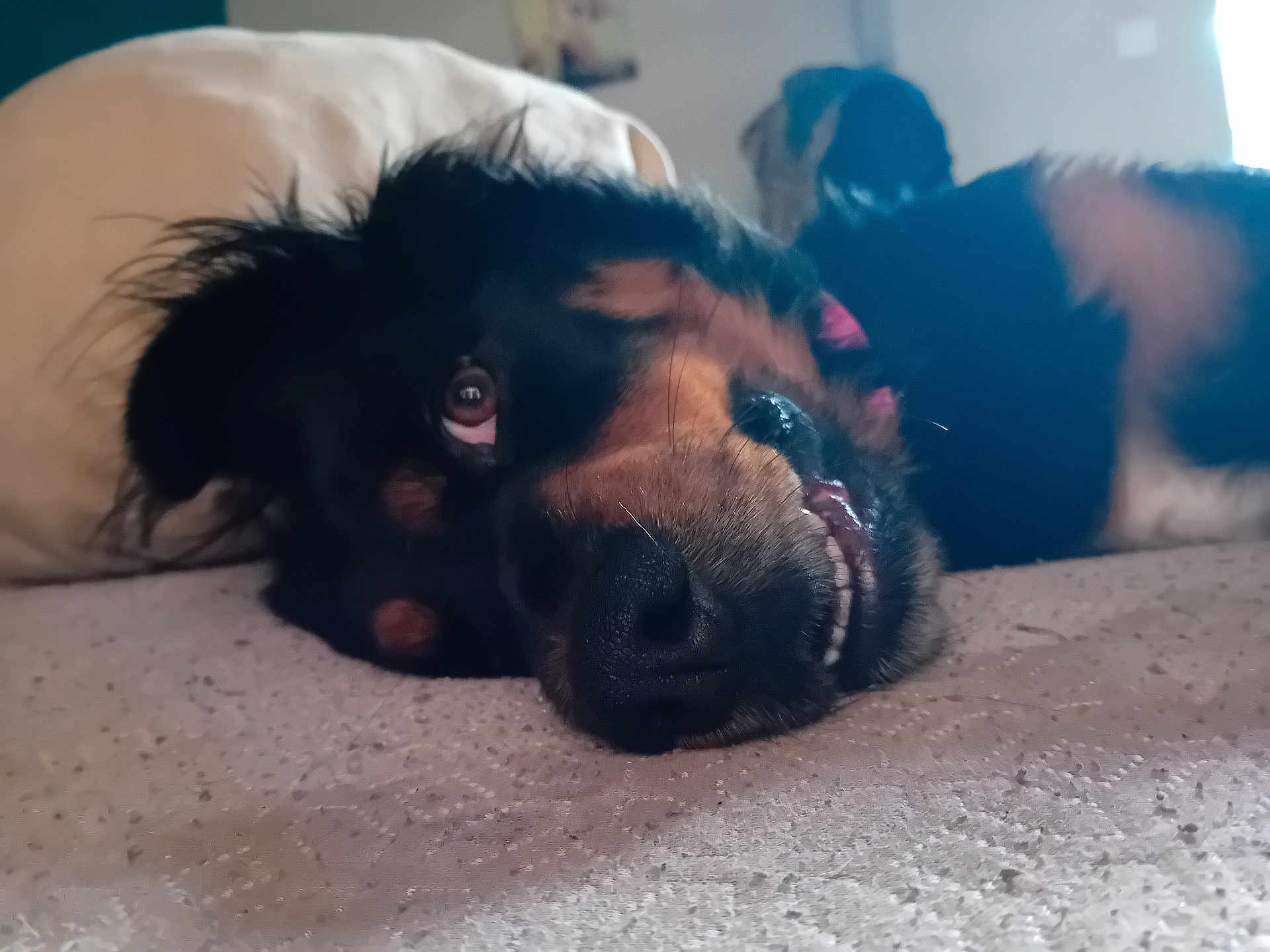 Maya
