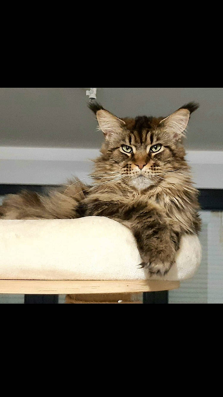 Milow participe au concours pour gagner de l'argent avec cette photo : box, cat, claw, comfort, domestic_short_haired_cat, felidae, fur, maine_coon, mammal, paw, rectangle, sitting, small_to_medium_sized_cats, tail, terrestrial_animal, whiskers, window, wood