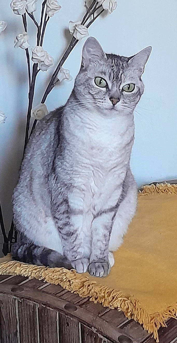 Nala participe au concours pour gagner de l'argent avec cette photo : art, carnivore, cat, domestic_short_haired_cat, felidae, fur, grey, paint, small_to_medium_sized_cats, tail, terrestrial_animal, whiskers, wildlife, window