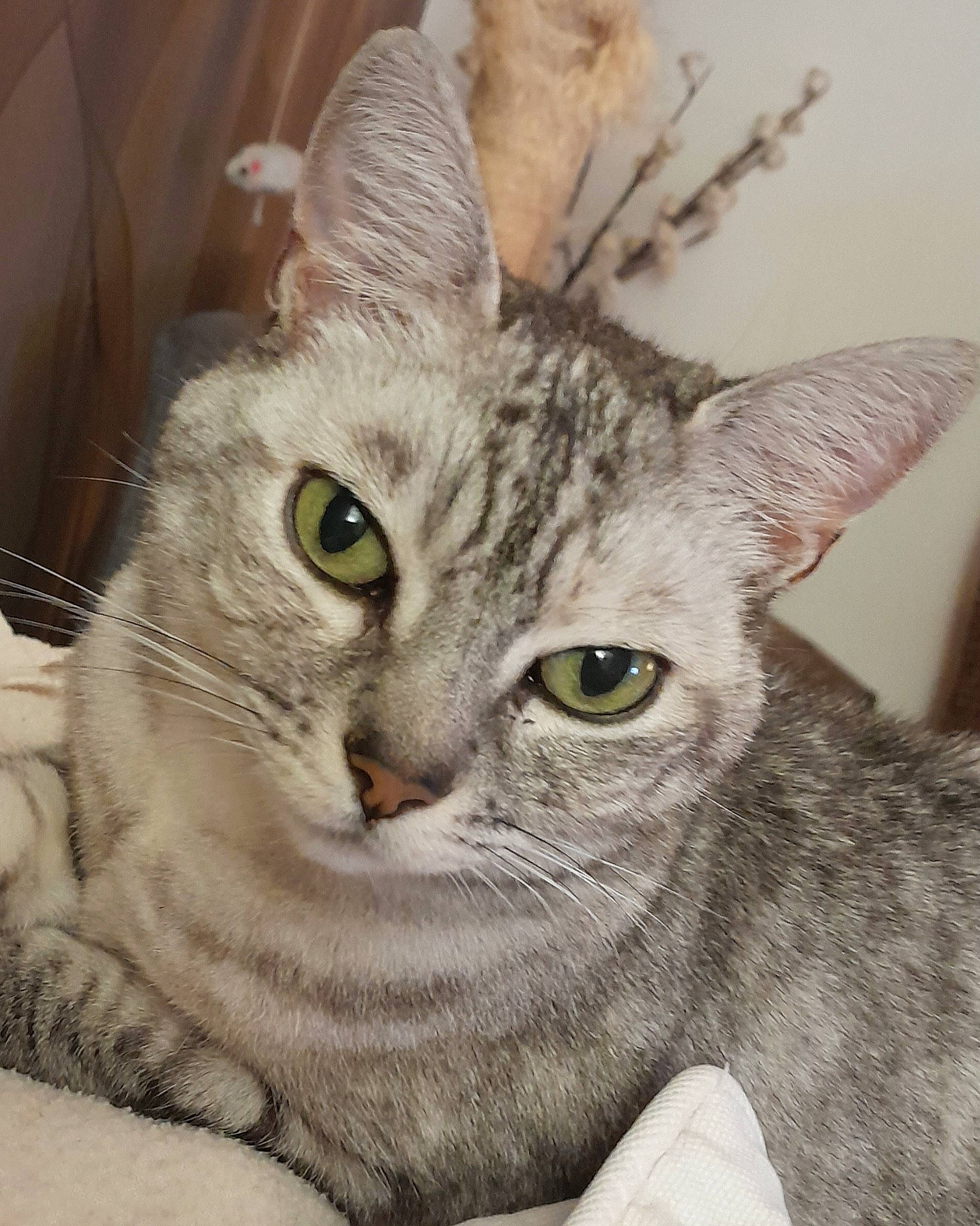 Nala a rejoint le concours — aidez-le/la à gagner de superbes lots ! art, art_paint, carnivore, cat, domestic_short_haired_cat, drawing, felidae, fur, illustration, iris, paint, painting, paw, photo_caption, small_to_medium_sized_cats, snout, terrestrial_animal, whiskers, window