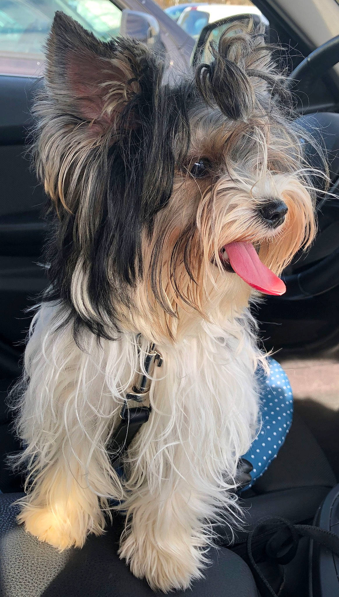 Romy participe au concours pour gagner de l'argent avec cette photo : biewer_terrier, canidae, carnivore, collar, companion_dog, dog, dog_breed, dog_collar, dog_supply, fur, liver, maltepoo, non_sporting_group, small_terrier, sporting_group, terrier, toy_dog, working_animal, working_dog