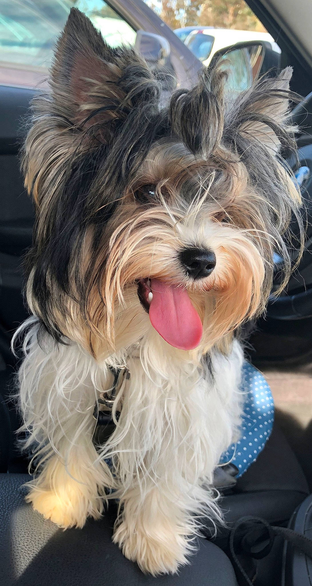 Romy participe au concours pour gagner de l'argent avec cette photo : biewer_terrier, carnivore, companion_dog, dog, dog_breed, dog_supply, fur, liver, recipe, schapendoes, small_terrier, snout, sporting_group, terrier, toy_dog, working_animal, working_dog, yorkipoo