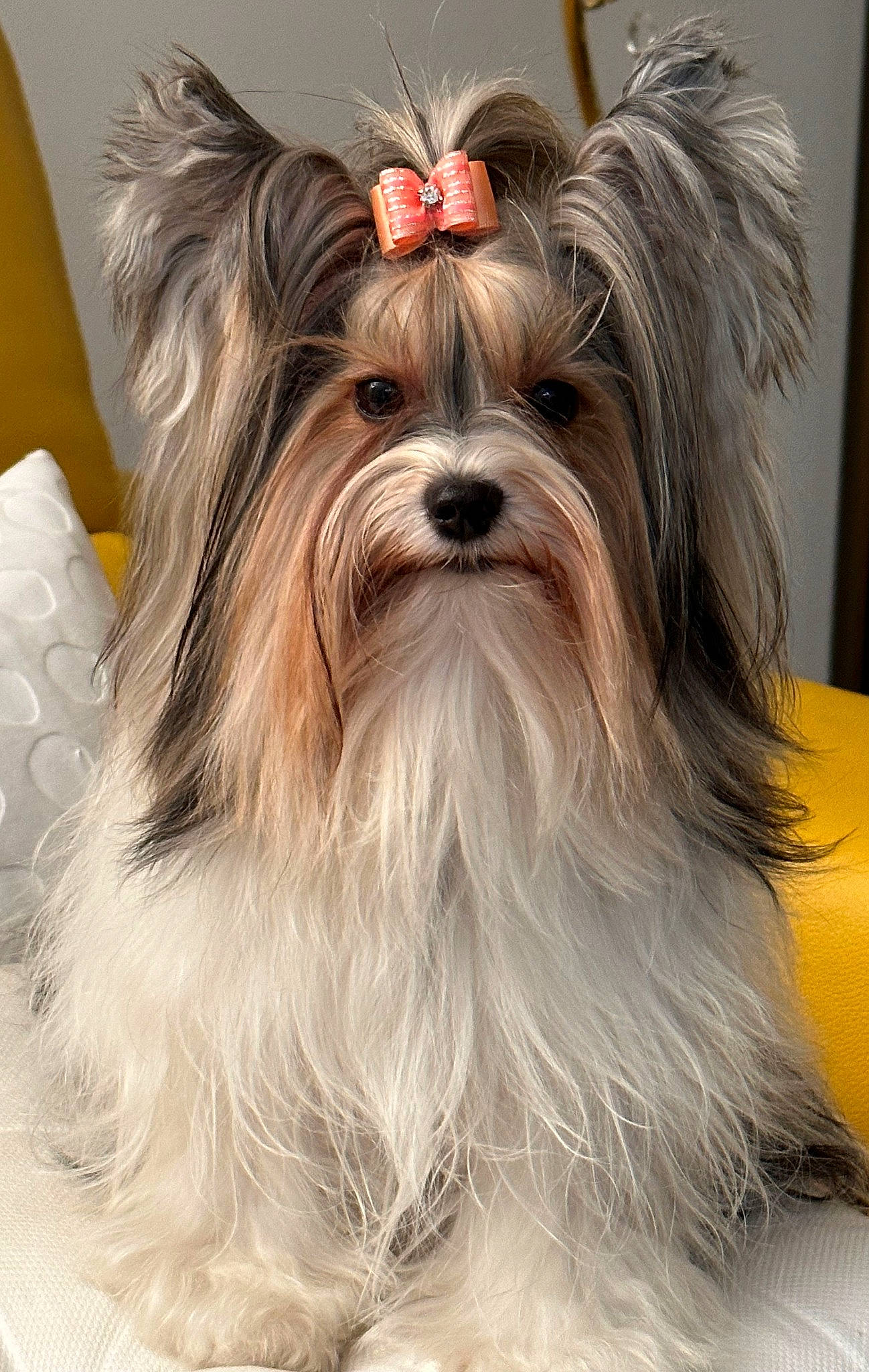 Romy participe au concours pour gagner de l'argent avec cette photo : biewer_terrier, canidae, carnivore, companion_dog, dog, dog_breed, dog_supply, ear, fashion_accessory, fawn, fur, liver, maltepoo, natural_material, non_sporting_group, snout, sporting_group, toy_dog, working_animal