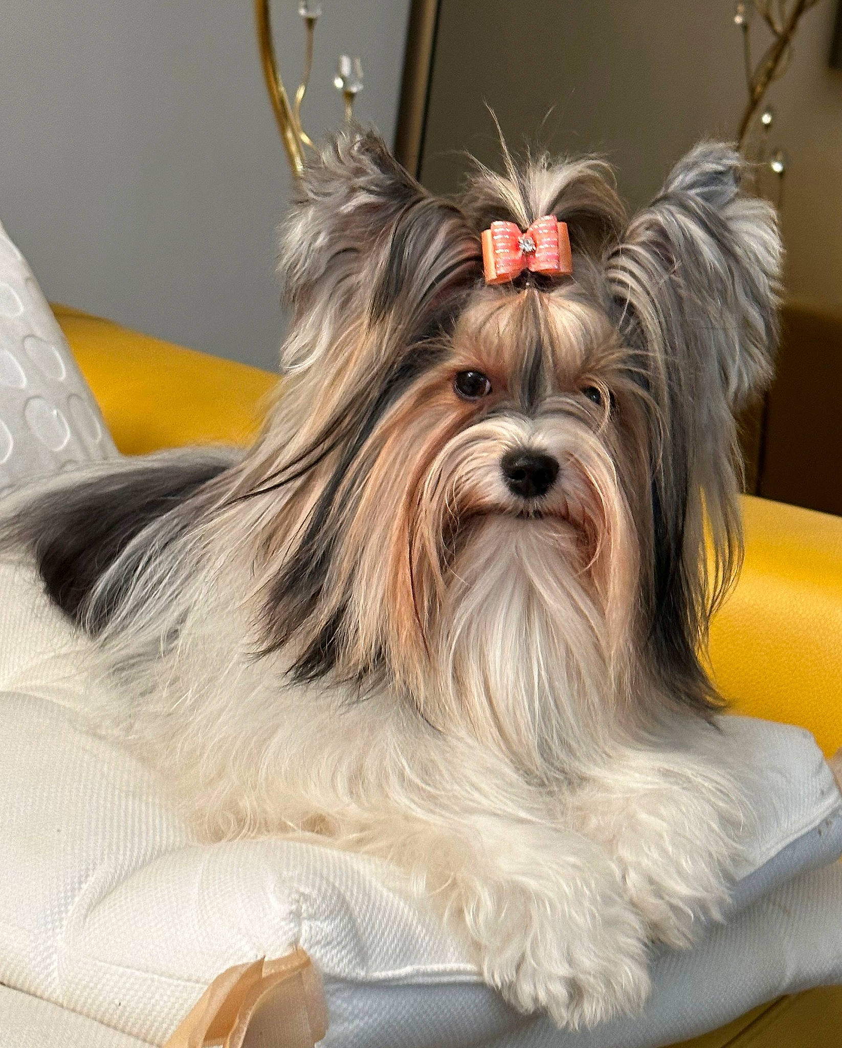 Romy participe au concours pour gagner de l'argent avec cette photo : biewer_terrier, canidae, carnivore, companion_dog, dog, dog_breed, dog_supply, ear, fashion_accessory, fawn, fur, liver, non_sporting_group, pet_supply, sporting_group, toy_dog, working_animal
