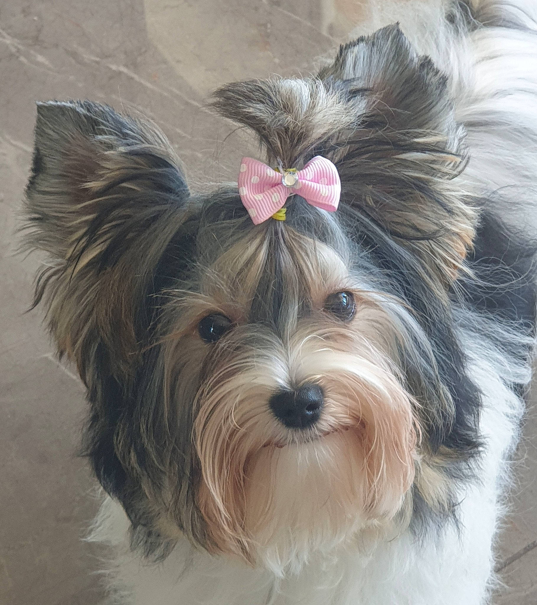 Romy participe au concours pour gagner de l'argent avec cette photo : biewer_terrier, canidae, carnivore, companion_dog, dog, dog_breed, dog_supply, fur, liver, non_sporting_group, small_terrier, snout, sporting_group, terrestrial_animal, toy_dog, working_animal