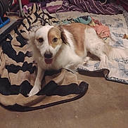 Marilyn Monroe is registered to the contest to win money with this photo: dog, blanket, indoor, floor, pet, animal, brown, white, resting, canine, household, bone, comfort, fur, laying, domestic, cozy, relaxed, mammal, companion