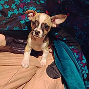 Candy joined the competition — help win amazing prizes! puppy, dog, pet, animal, cute, bed, blanket, ears, small, fur, indoor, cozy, looking, curious, young, adorable, colorful, soft, comfort, resting