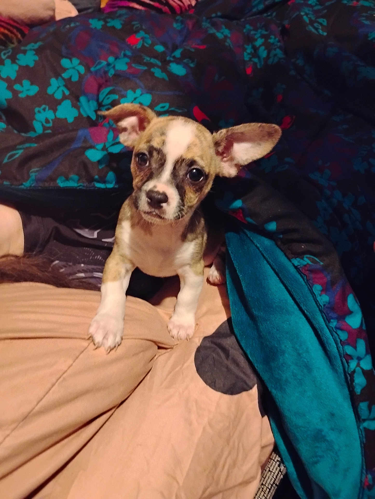 Candy joined the competition — help win amazing prizes! puppy, dog, pet, animal, cute, bed, blanket, ears, small, fur, indoor, cozy, looking, curious, young, adorable, colorful, soft, comfort, resting