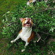 Hemi Go Fast joined the competition — help win amazing prizes! animal, bulldog, canine, dog, flower, grass, green, herbal, herbs, hound, leaf, nature, outdoors, pet, pitbull, plant, tree, vegetation, wood, yard