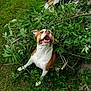 animal, bulldog, canine, dog, flower, grass, green, herbal, herbs, hound, leaf, nature, outdoors, pet, pitbull, plant, tree, vegetation, wood, yard