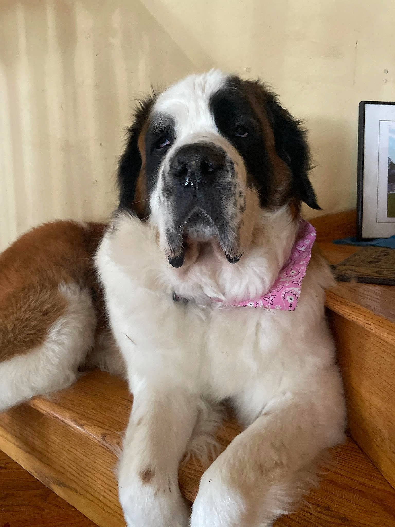 Sadie joined the competition — help win amazing prizes! bored, carnivore, companion_dog, computer_keyboard, computer_monitor, dog, dog_breed, door, flooring, fur, giant_dog_breed, gun_dog, hardwood, moscow_watchdog, picture_frame, pyrenean_mastiff, sporting_group, st_bernard, working_animal, working_dog