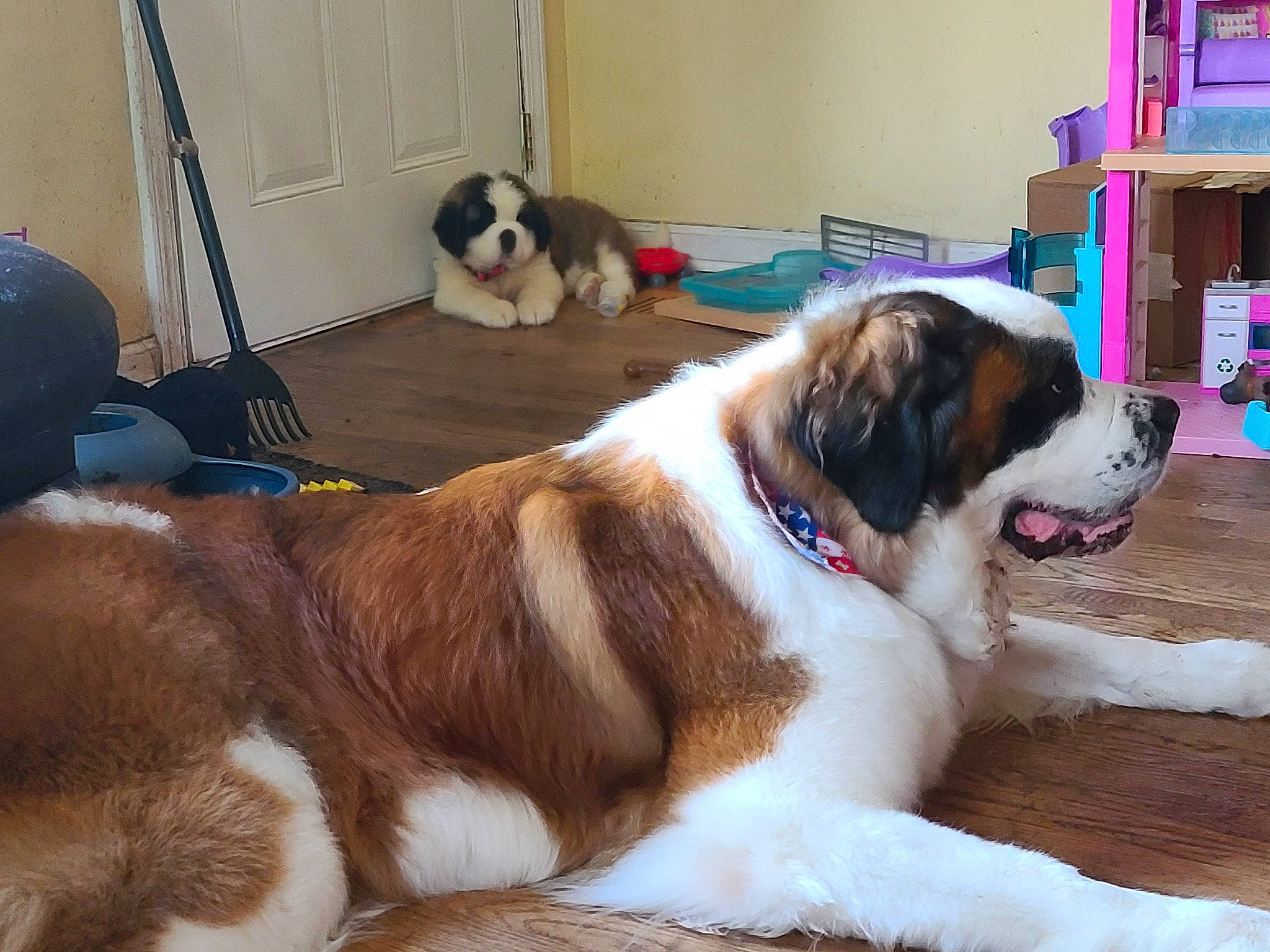 Cooper is registered to the contest to win money with this photo: bored, carnivore, collar, companion_dog, dog, dog_breed, door, fawn, flooring, fur, hardwood, moscow_watchdog, paw, shelf, st_bernard, tail, terrestrial_animal, wood, working_animal, working_dog