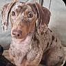 dog, dachshund, dappled_coat, pet, animal, sitting, indoor, couch, brown, short_hair, ears, face, eyes, nose, cute, looking, attention, fur, domestic_animal, companion