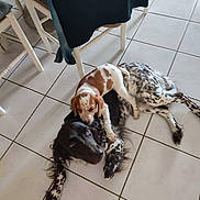 Rebelle Et Blue a rejoint le concours — aidez-le/la à gagner de superbes lots ! dogs, puppies, canine, spotted_dog, brown_and_white_dog, black_and_white_dog, cuddling, lying_down, playful, friendship, indoor, kitchen, tiled_floor, chairs, furniture, pet, animal, portrait, overhead_view, cute