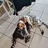 dogs, puppies, canine, spotted_dog, brown_and_white_dog, black_and_white_dog, cuddling, lying_down, playful, friendship, indoor, kitchen, tiled_floor, chairs, furniture, pet, animal, portrait, overhead_view, cute