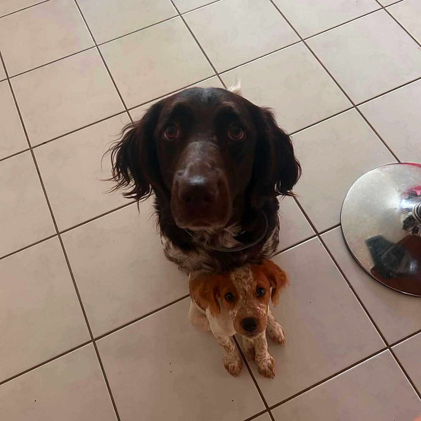 Rebelle Et Blue a rejoint le concours — aidez-le/la à gagner de superbes lots ! dog, dogs, puppy, adult_dog, floppy_ears, brown_fur, black_fur, white_fur, sitting, indoors, tiled_floor, pet, canine, portrait, looking_at_camera, cute, companion_animals, long_hair, metal_object, home_interior