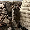 Beerus is registered to the contest to win money with this photo: cat, gray_cat, fluffy, sitting, couch, pillow, patterned_pillow, plush_cushion, indoor, pet, feline, raised_paw, tail, fur, relaxed, home, cute, animal, cozy, resting