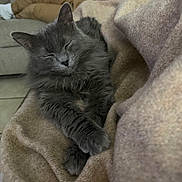 Beerus is registered to the contest to win money with this photo: cat, gray_cat, sleeping, cozy, blanket, feline, pet, indoor, relaxed, stretching, fur, paw, couch, person, phone, home, comfort, resting, animal, soft