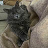 cat, gray_cat, sleeping, cozy, blanket, feline, pet, indoor, relaxed, stretching, fur, paw, couch, person, phone, home, comfort, resting, animal, soft